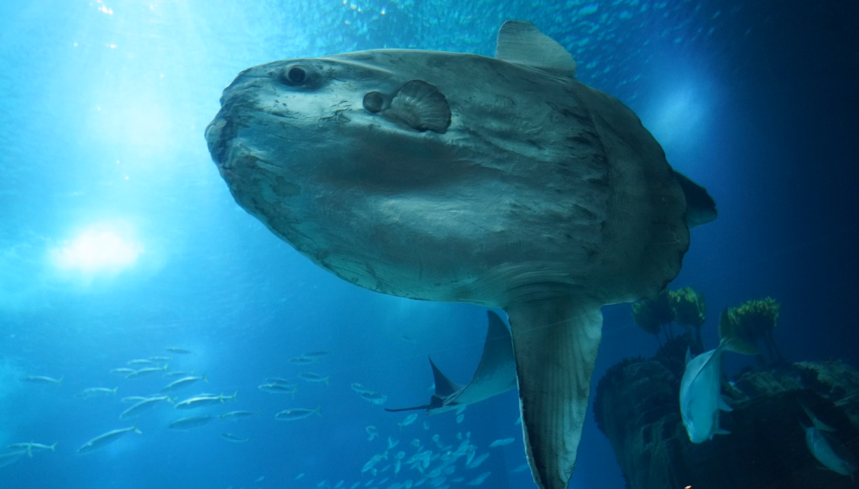 Sunfish City